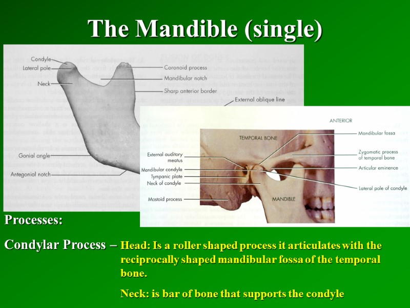 The Mandible (single)   Processes: Condylar Process – Head: Is a roller shaped